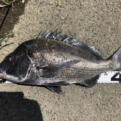 イチノ兄弟、釣果!