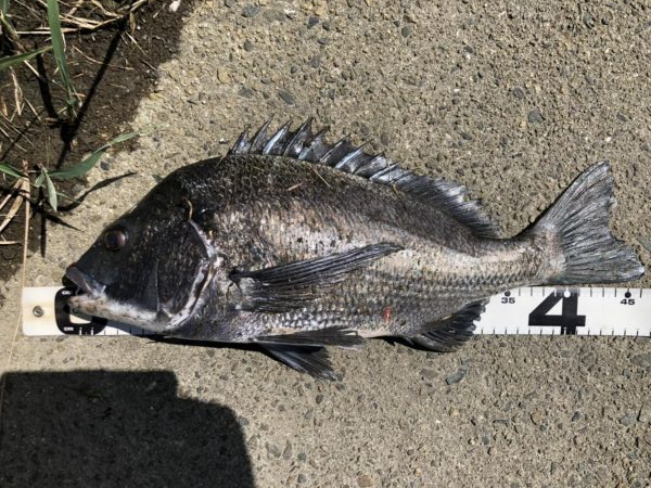 イチノ兄弟、釣果!