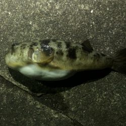 ガシラ請負いました。