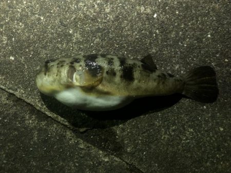 ガシラ請負いました。