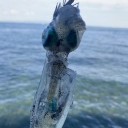 コロッケサイズ☆成長してますね♪