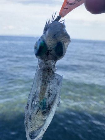 コロッケサイズ☆成長してますね♪