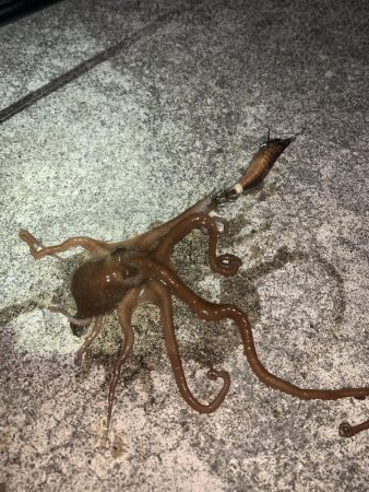 秋アオリイカ②