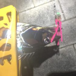 連日の南港太刀魚！