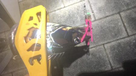 連日の南港太刀魚！