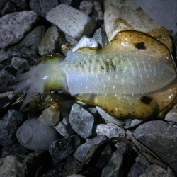 アオリイカ新子も育ってきました