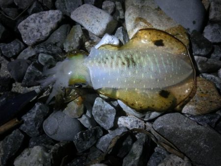 アオリイカ新子も育ってきました