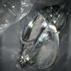 夕マズメの太刀魚釣り