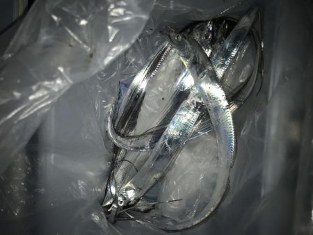 夕マズメの太刀魚釣り