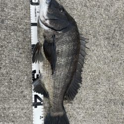 イチノ兄弟、釣果！