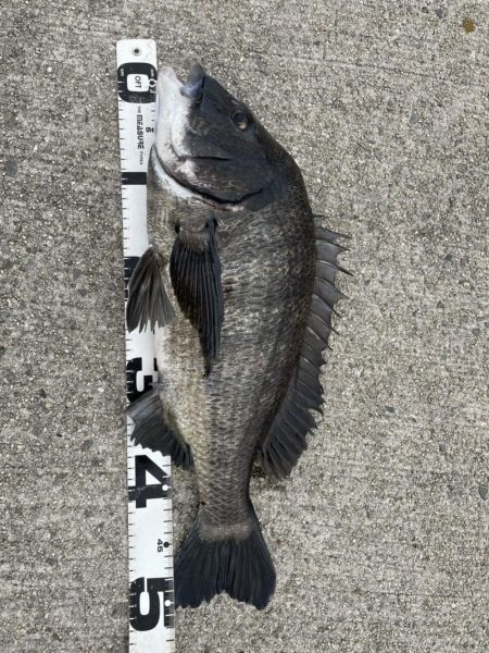 イチノ兄弟、釣果！