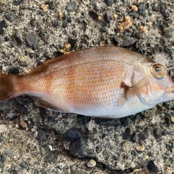 ダンゴでシオ！