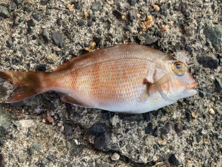 ダンゴでシオ！