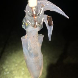 ケンサキイカ②