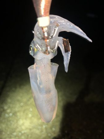 ケンサキイカ②