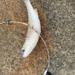 鳴尾浜海釣り公園にて