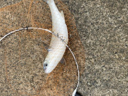 鳴尾浜海釣り公園にて