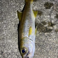 アオリイカ不発