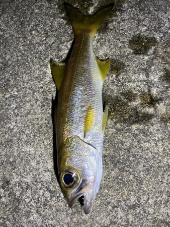 アオリイカ不発