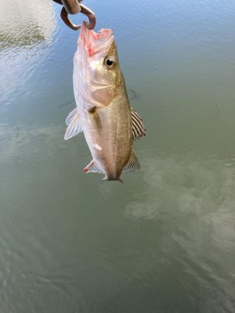 たまたま時合いかな?