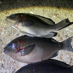 18時から20時間入れ食い