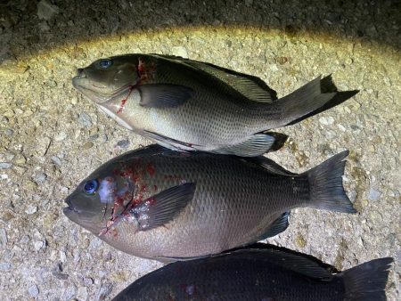 18時から20時間入れ食い