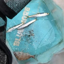 イワシっ子少なめうりぼうちょいまし