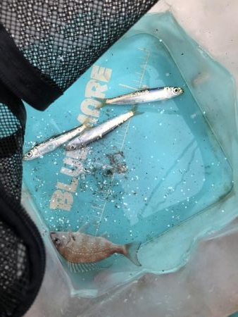 イワシっ子少なめうりぼうちょいまし