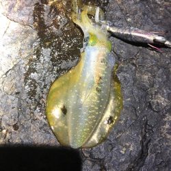 2021佐渡ヶ島 エギング 4回目