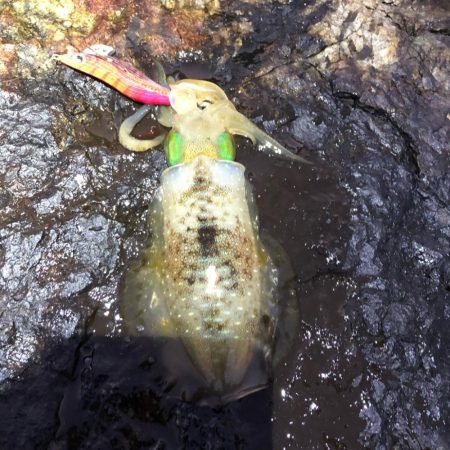 2021佐渡ヶ島 エギング 6回目