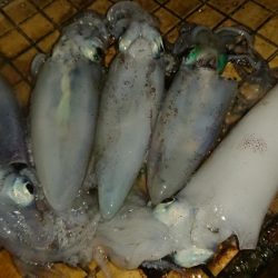 アタリが分かるようになってきました。