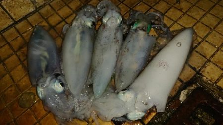 アタリが分かるようになってきました。