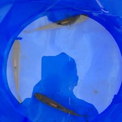 秋の夕暮れチャビング