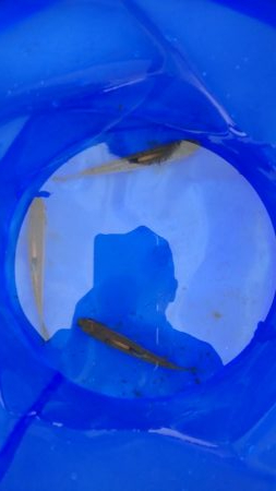 秋の夕暮れチャビング