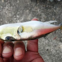 津居山漁港のキス調査