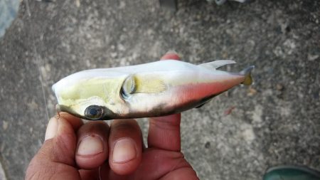 津居山漁港のキス調査