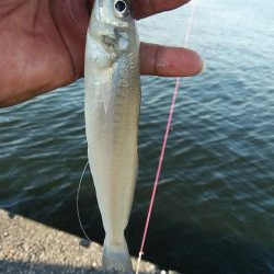 播磨新島のキス調査