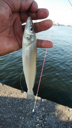 播磨新島のキス調査