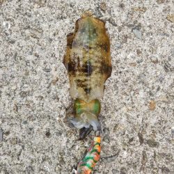 アオリイカ新子調査