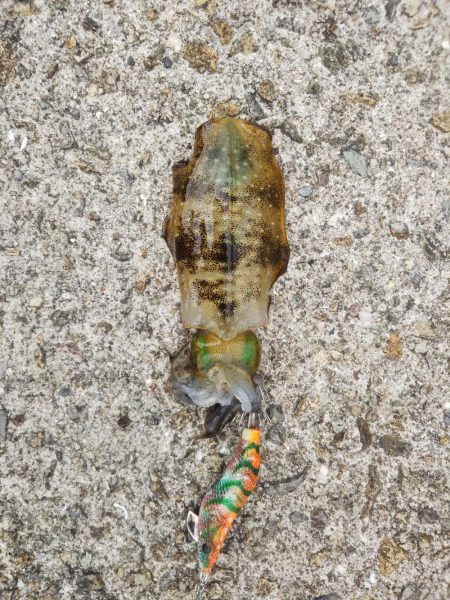 アオリイカ新子調査