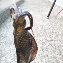 アオリイカ新子調査Ⅲ