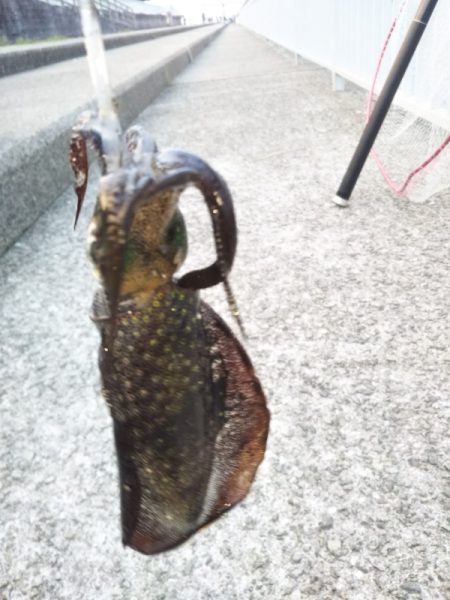 アオリイカ新子調査Ⅲ