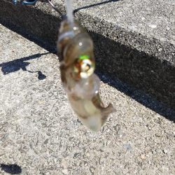 アオリイカ新子調査Ⅳ