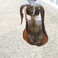 アオリイカ新子調査Ⅴ