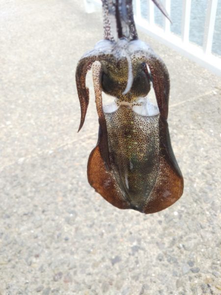 アオリイカ新子調査Ⅴ