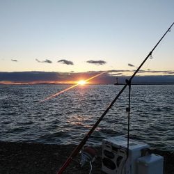 播磨新島のキス調査