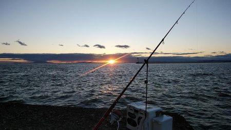 播磨新島のキス調査