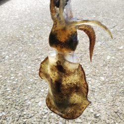 アオリイカ新子調査Ⅶ