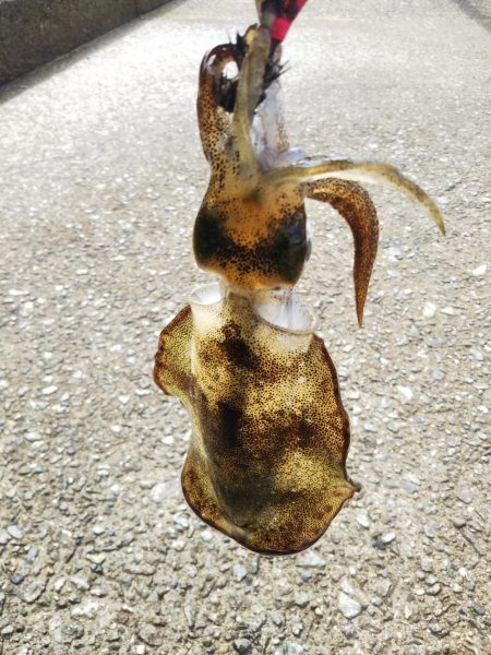 アオリイカ新子調査Ⅶ