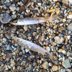 チョイ投げのキス釣りで95匹の大漁